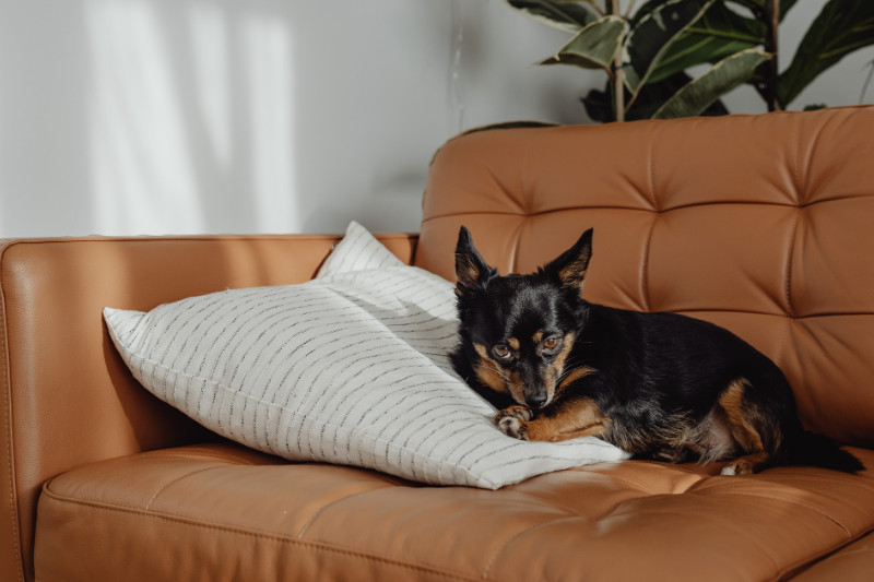 פנסיון מומלץ לכלב - להשוות מחירים ולמצוא את המומלץ ביותר